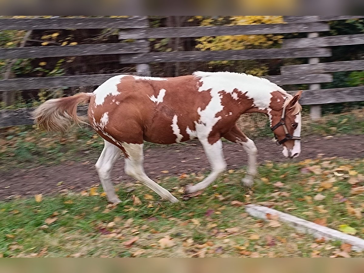 American Paint Horse Étalon Poulain (01/2025) Tovero-toutes couleurs in Theresienfeld