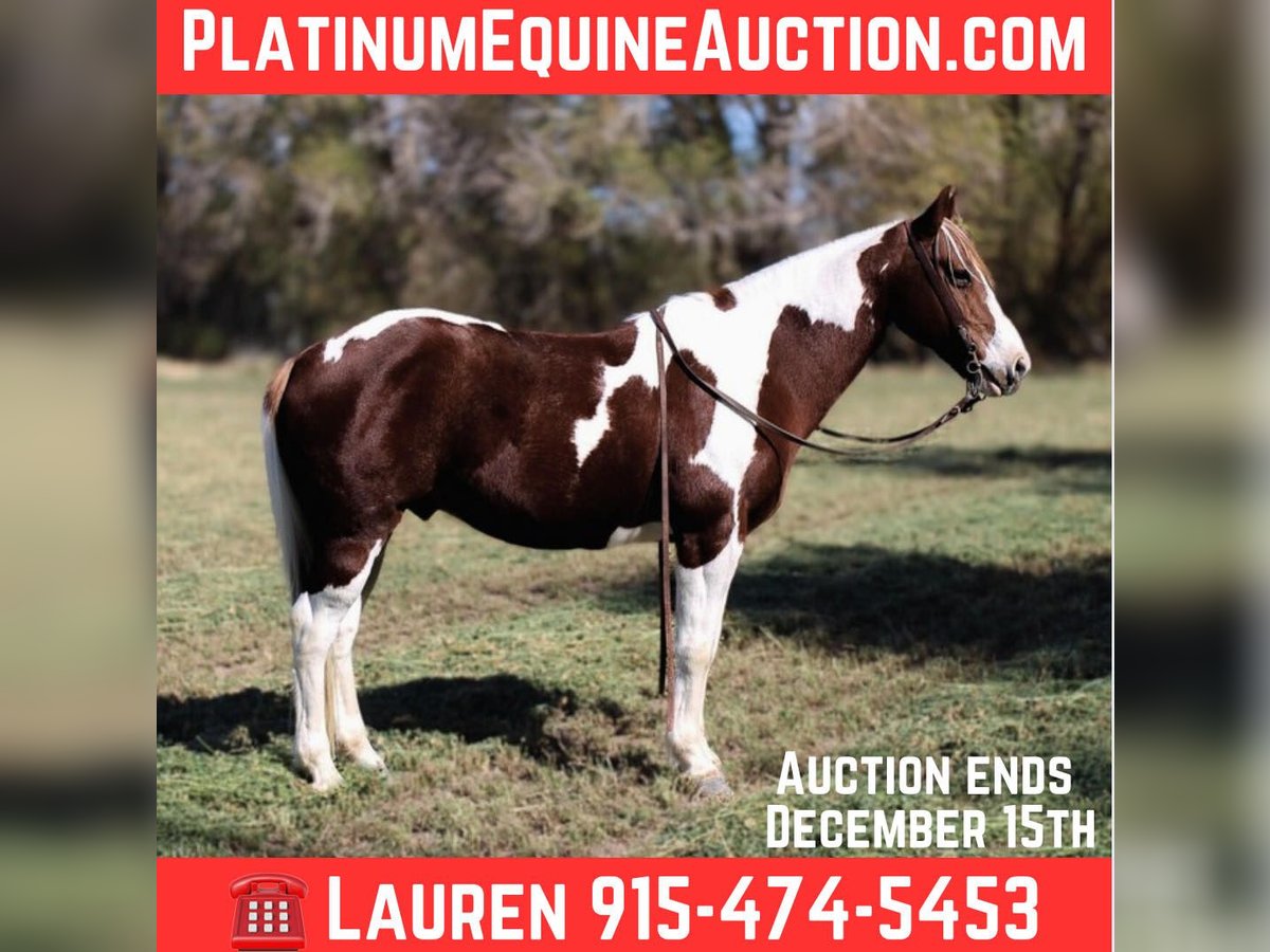 American Paint Horse Gelding 10 years 14 hh Tobiano-all-colors in El Paso Tx
