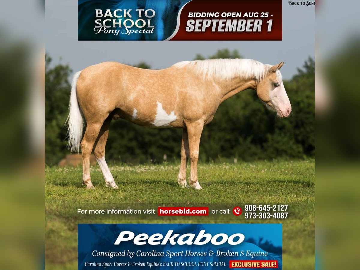 American Paint Horse Gelding 11 years 14,1 hh Pinto in Clover