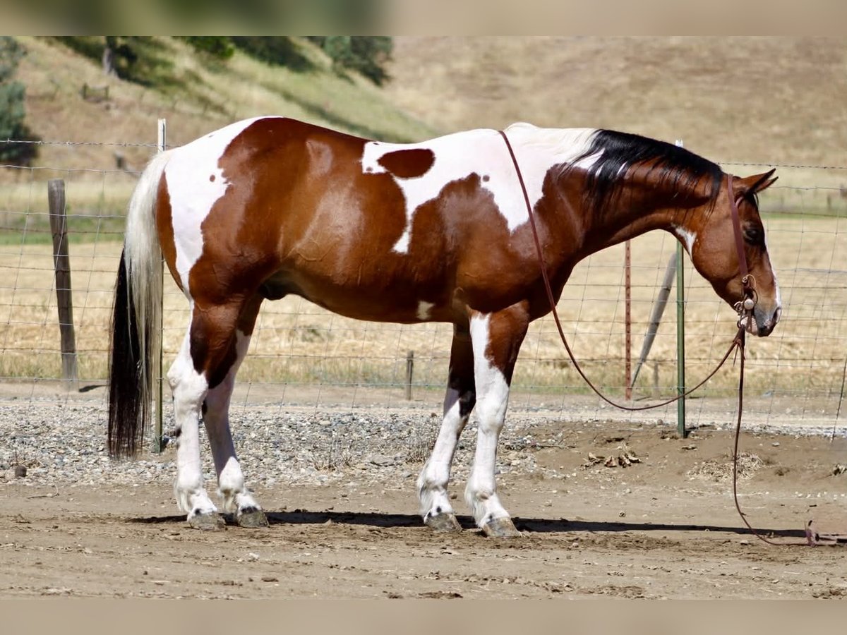 American Paint Horse Gelding 11 years 15 hh Tobiano-all-colors in Tres Pinos