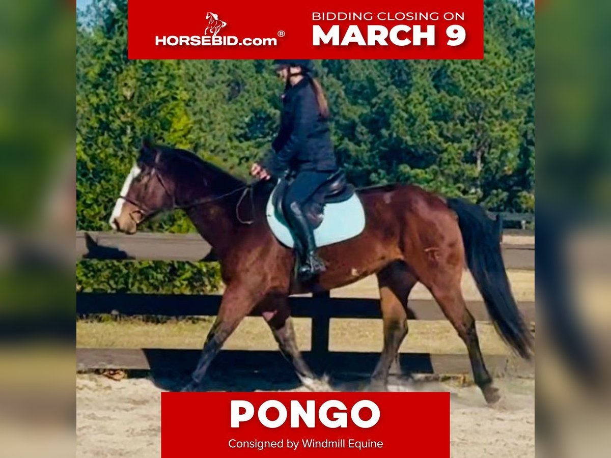 American Paint Horse Gelding 11 years 15,2 hh Bay in Johnston