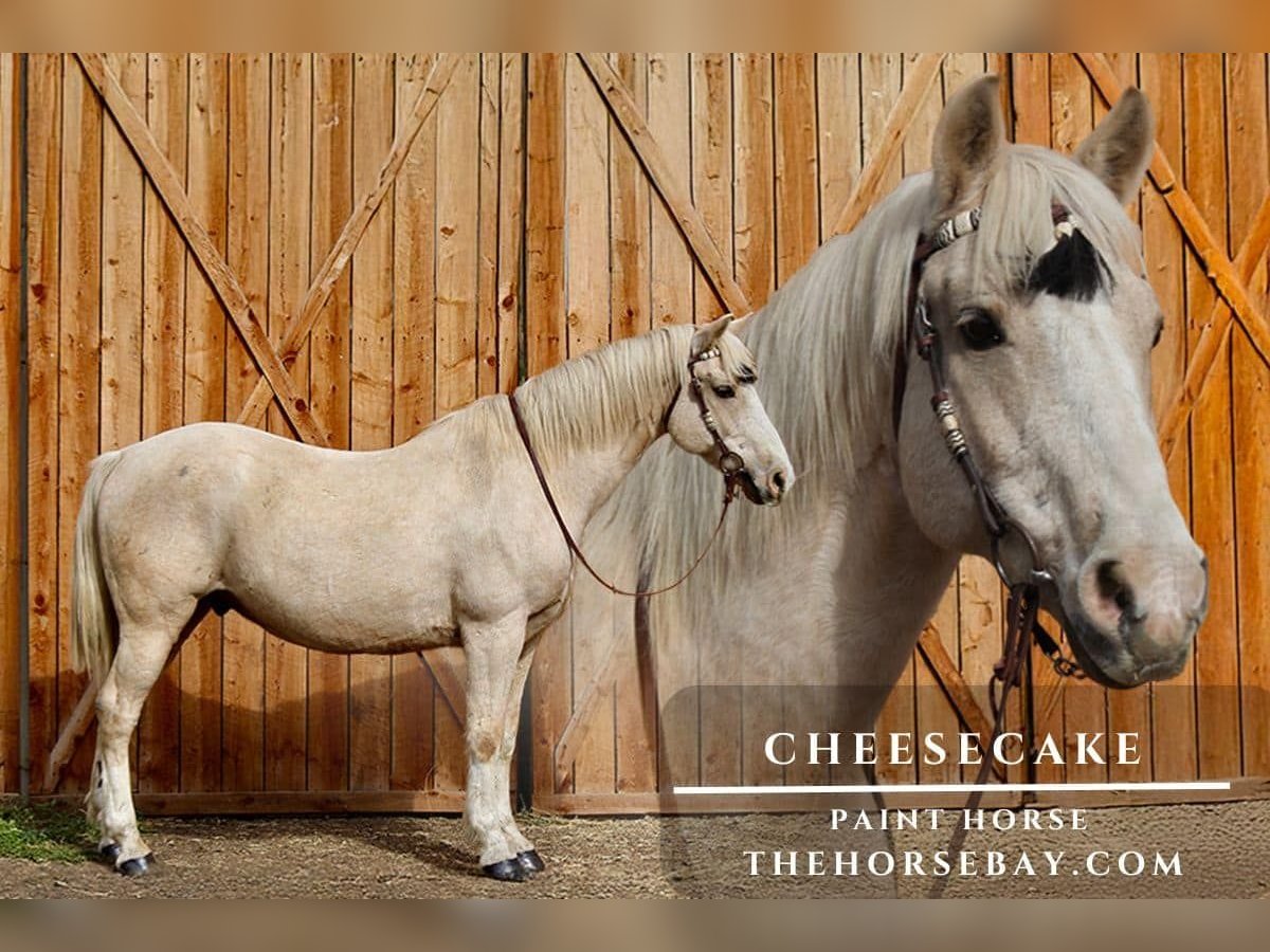 American Paint Horse Gelding 12 years 15,1 hh Palomino in Fort Collins, CO