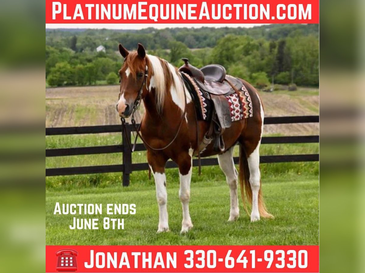 American Paint Horse Gelding 12 years 15,2 hh Tobiano-all-colors in Fredricksburg OH