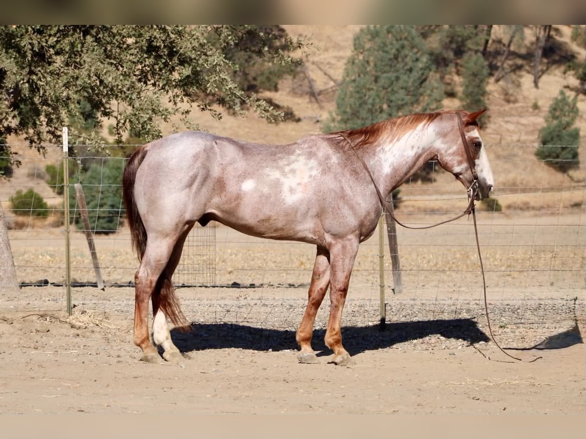 American Paint Horse Gelding 12 years Overo-all-colors in Tres Pinos
