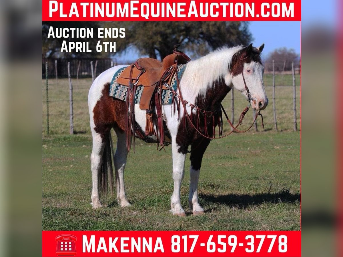 American Paint Horse Gelding 12 years Tobiano-all-colors in lipan Tx