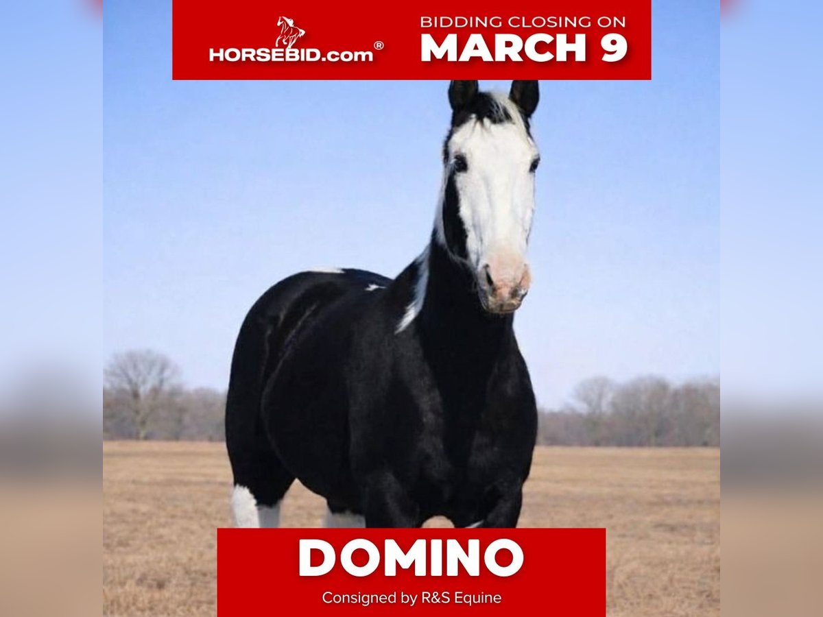 American Paint Horse Gelding 14 years 15,2 hh Pinto in Hamilton