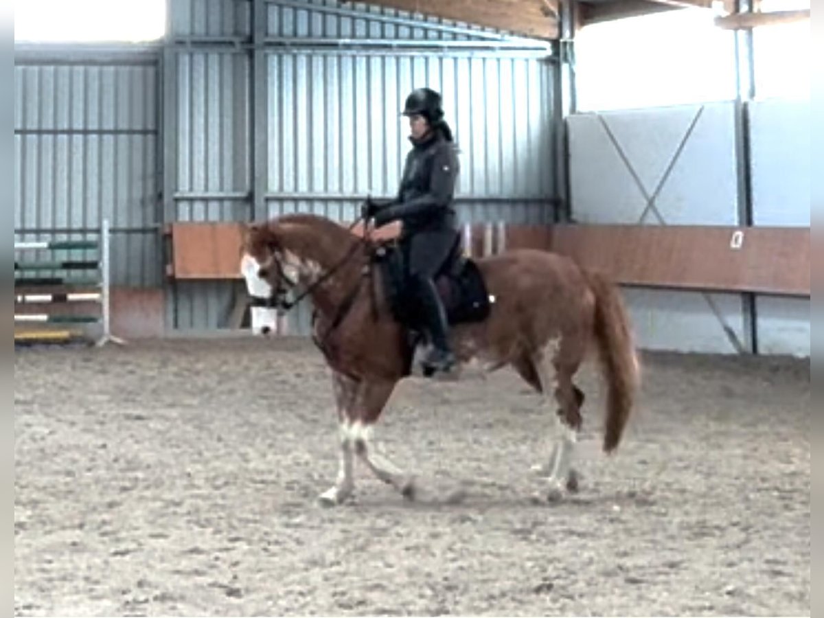 American Paint Horse Gelding 16 years 14.1 hh Overo-all-colors in Otzberg