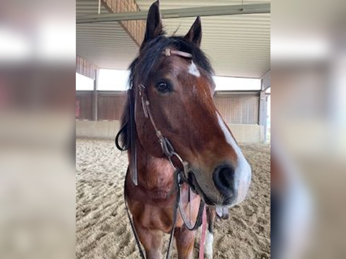 American Paint Horse Gelding 17 years 15,1 hh Brown in Buggingen