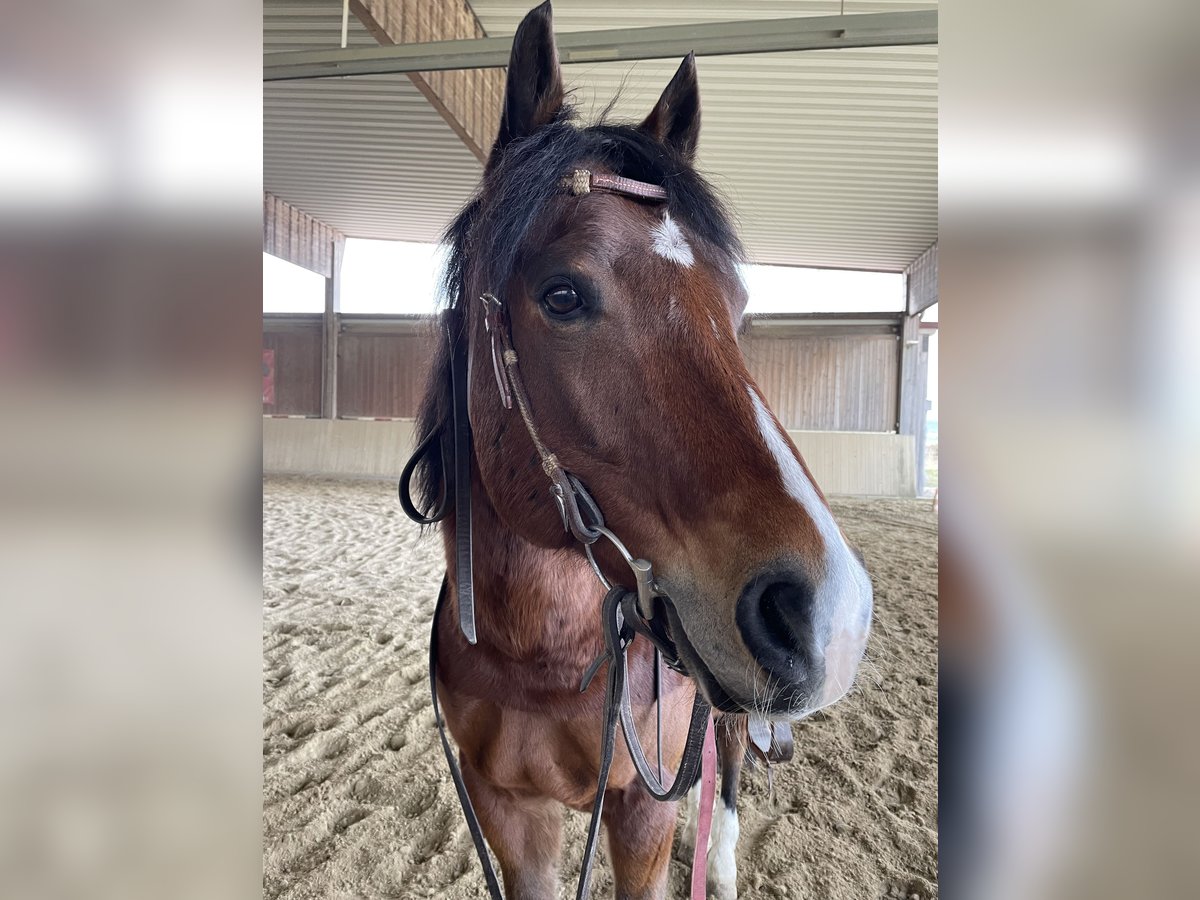 American Paint Horse Gelding 17 years 15,1 hh Brown in Buggingen