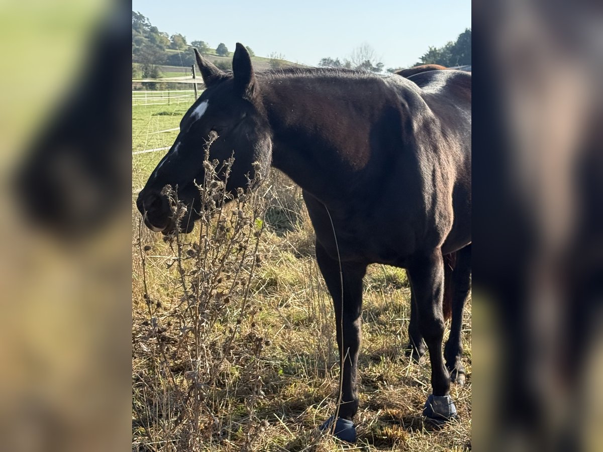 American Paint Horse Gelding 20 years 14,1 hh Black in Pohlheim