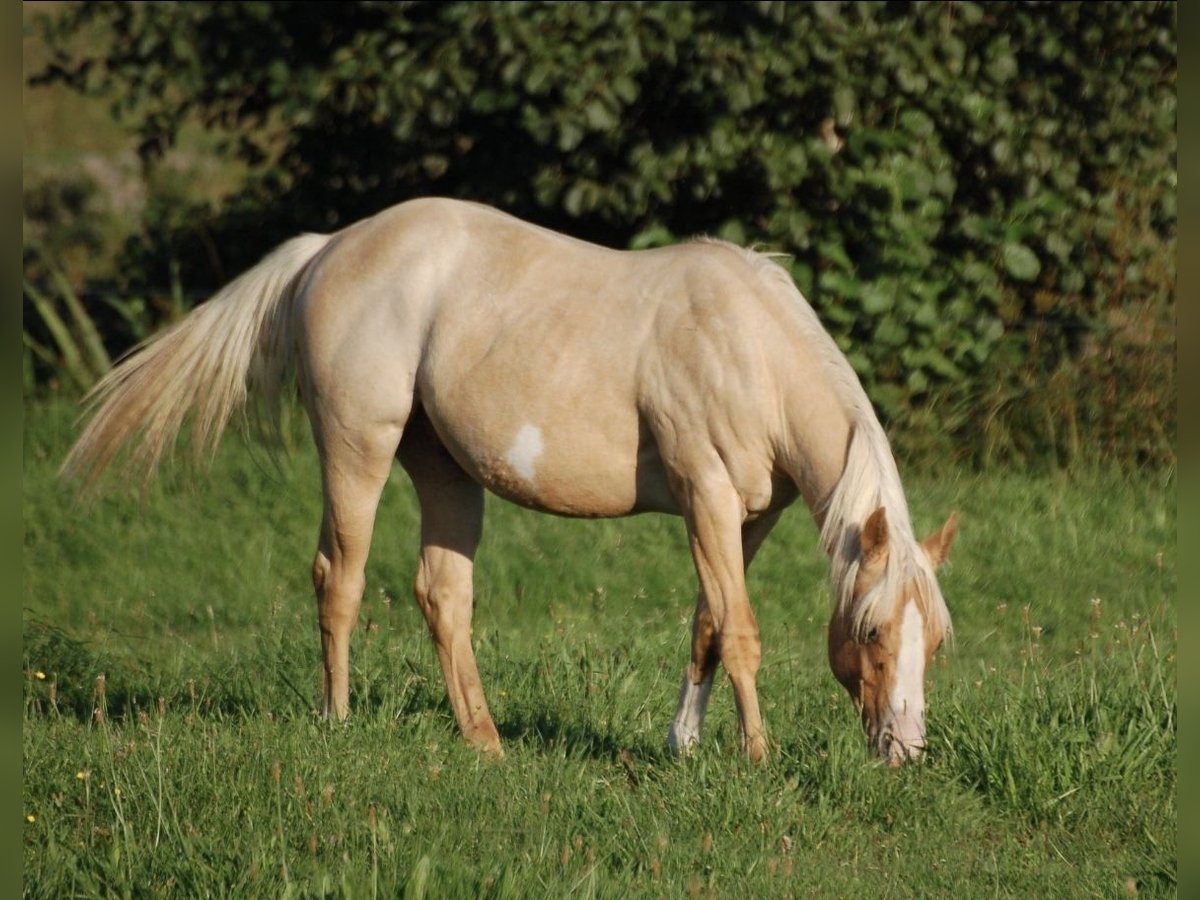 American Paint Horse Gelding 3 years 13,1 hh Palomino in Wrestedt