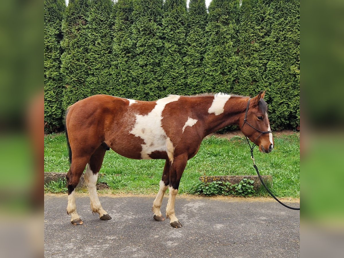 American Paint Horse Gelding 3 years 14 hh Tobiano-all-colors in Villingen-Schwenningen