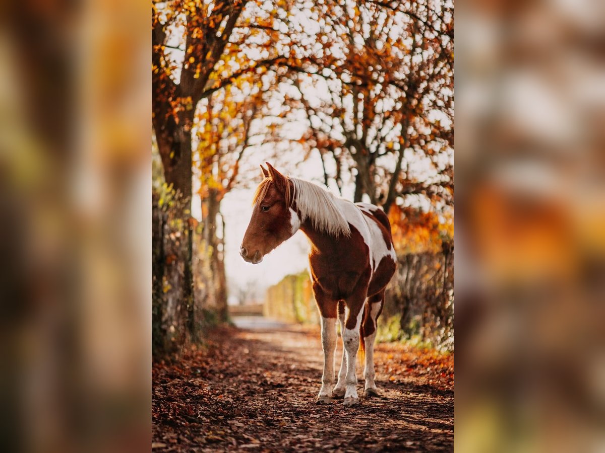 American Paint Horse Gelding 3 years 14,3 hh Tobiano-all-colors in Bemelen