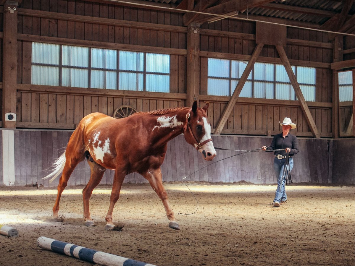 American Paint Horse Gelding 3 years 15 hh Overo-all-colors in Haldenwang