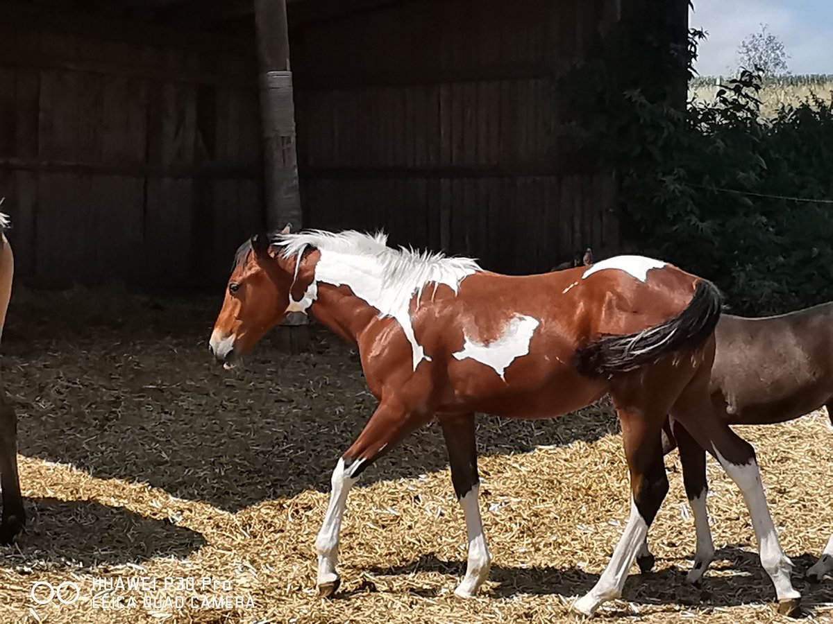 American Paint Horse Gelding 3 years 15 hh Pinto in BETTELDORDF