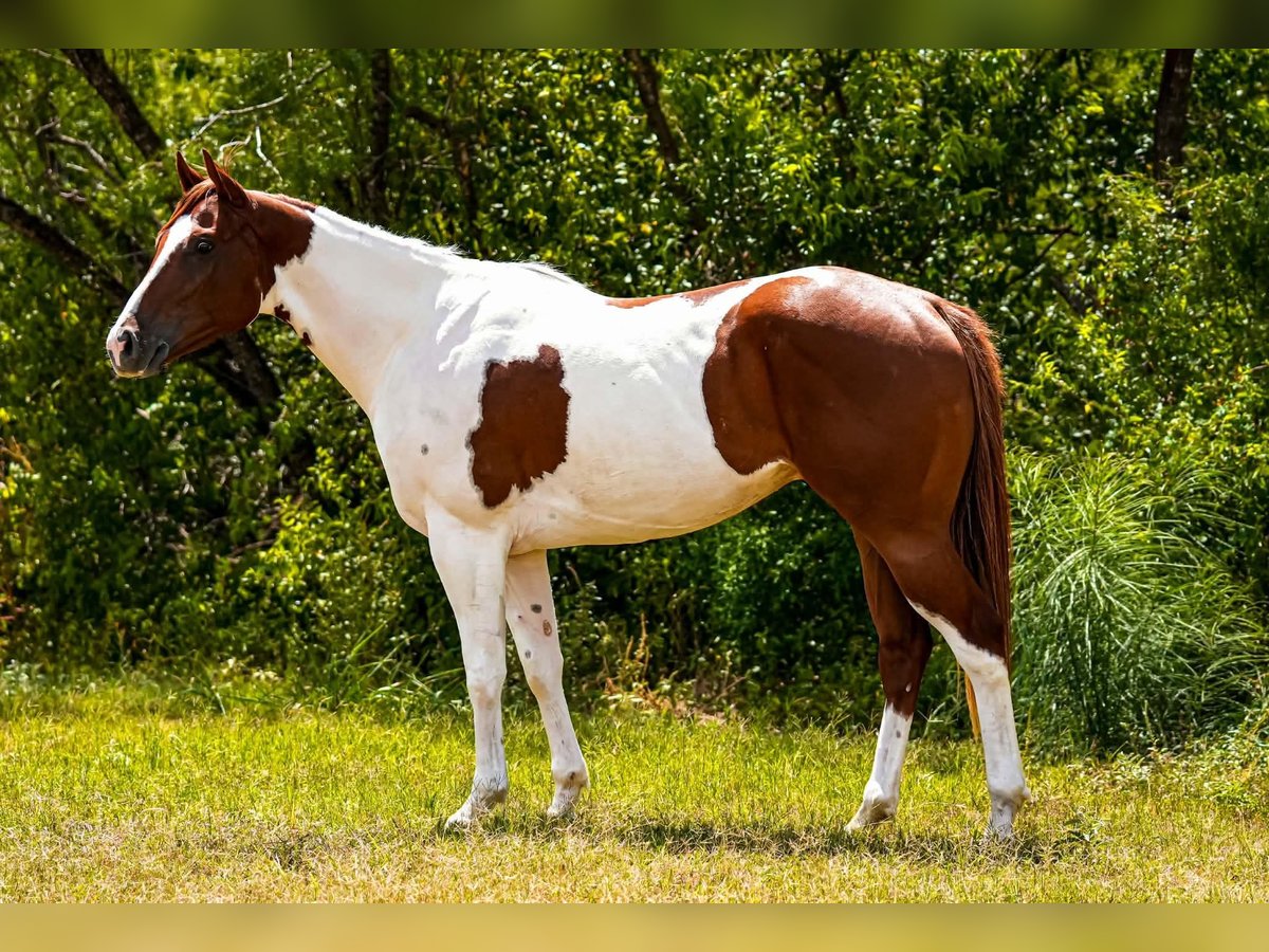 American Paint Horse Gelding 3 years Tobiano-all-colors in Elmendorf