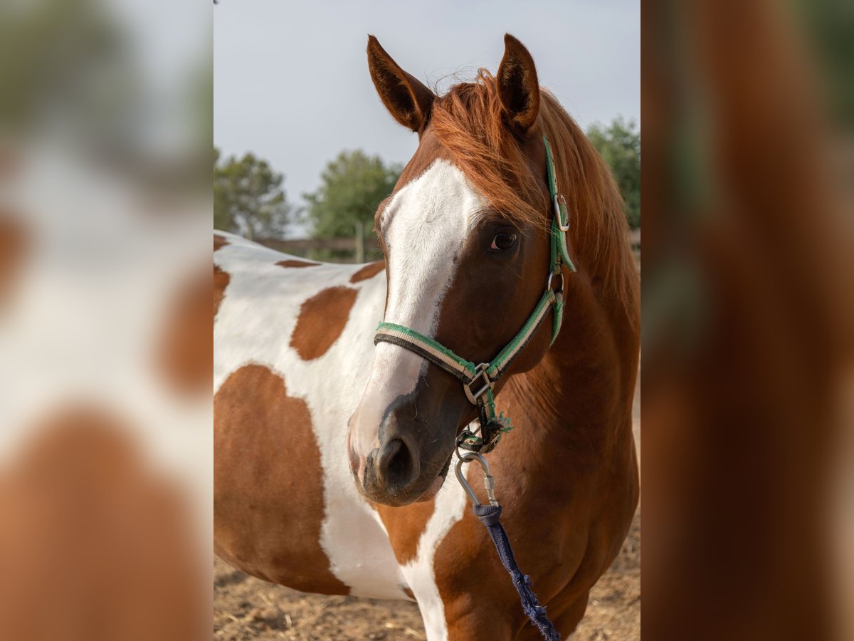 American Paint Horse Gelding 4 years 14.2 hh Tobiano-all-colors in Algaida