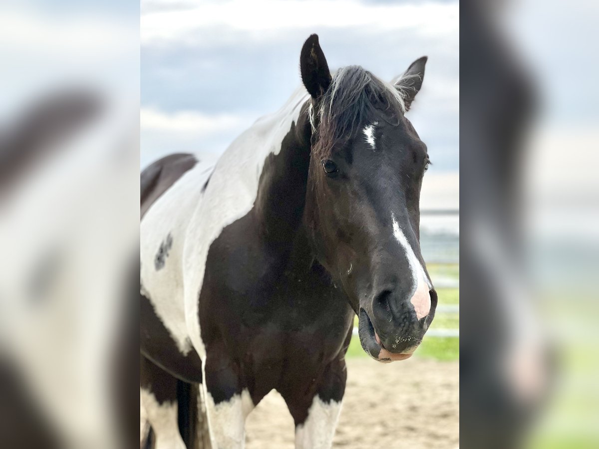 American Paint Horse Gelding 4 years 15.1 hh Tobiano-all-colors in Asendorf