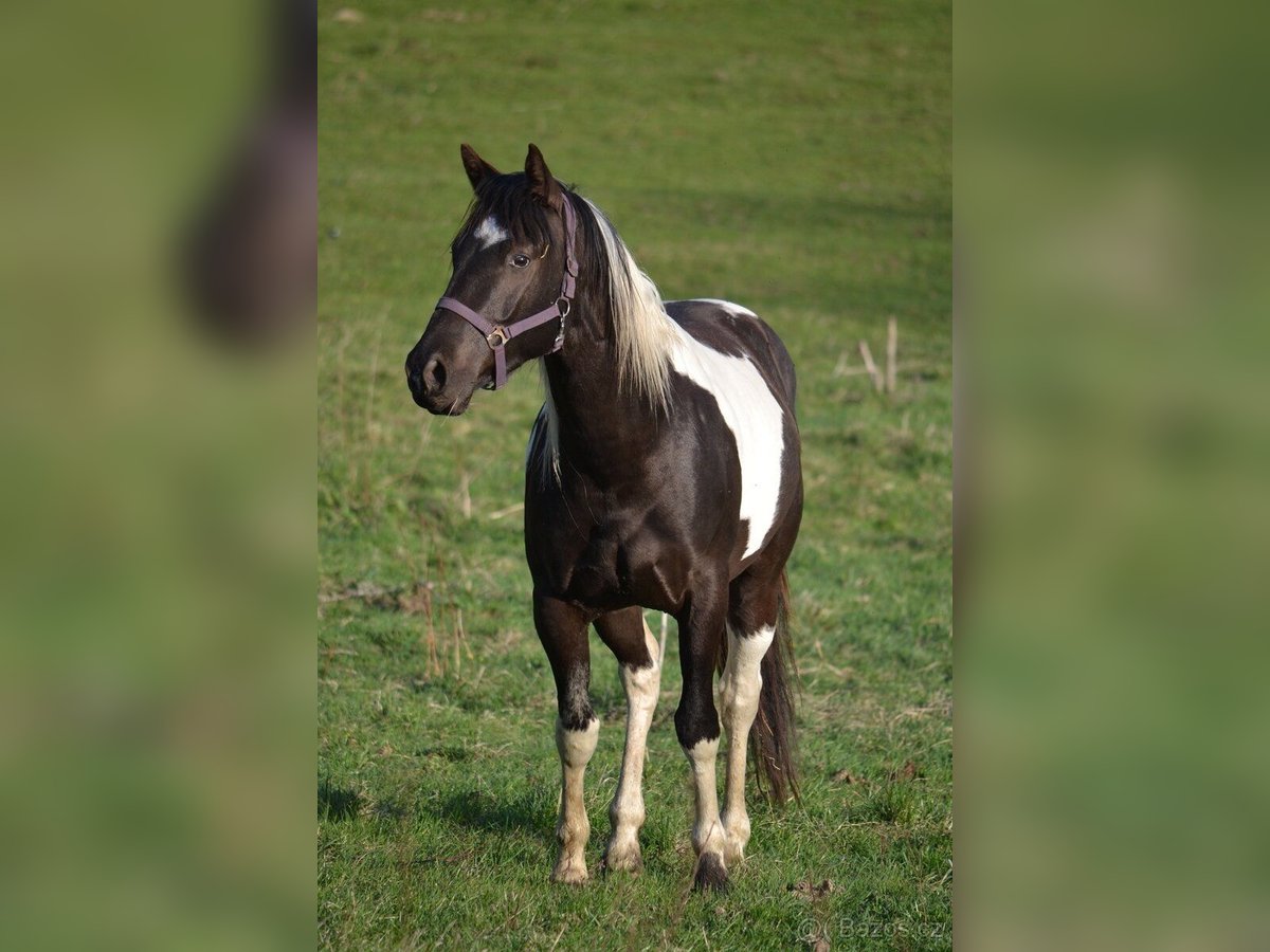 American Paint Horse Gelding 4 years 15 hh Tobiano-all-colors in Tesedikovo