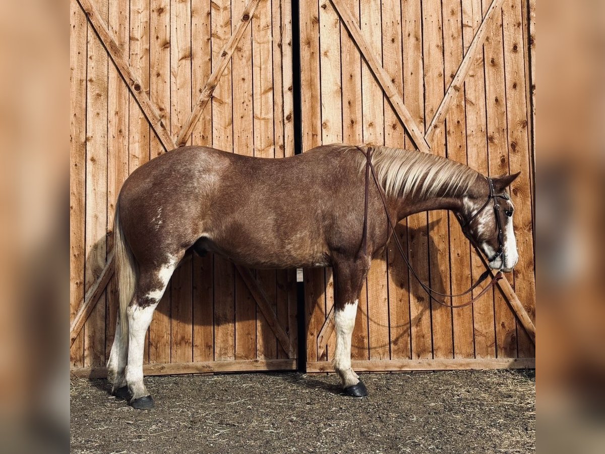 American Paint Horse Gelding 4 years 16.1 hh Overo-all-colors in Fort Collins