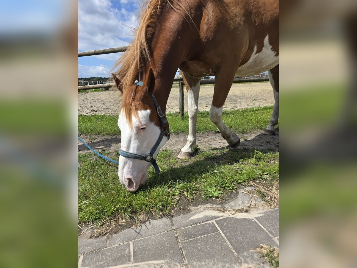 American Paint Horse Mix Gelding 5 years 14.3 hh Overo-all-colors in Raesfeld