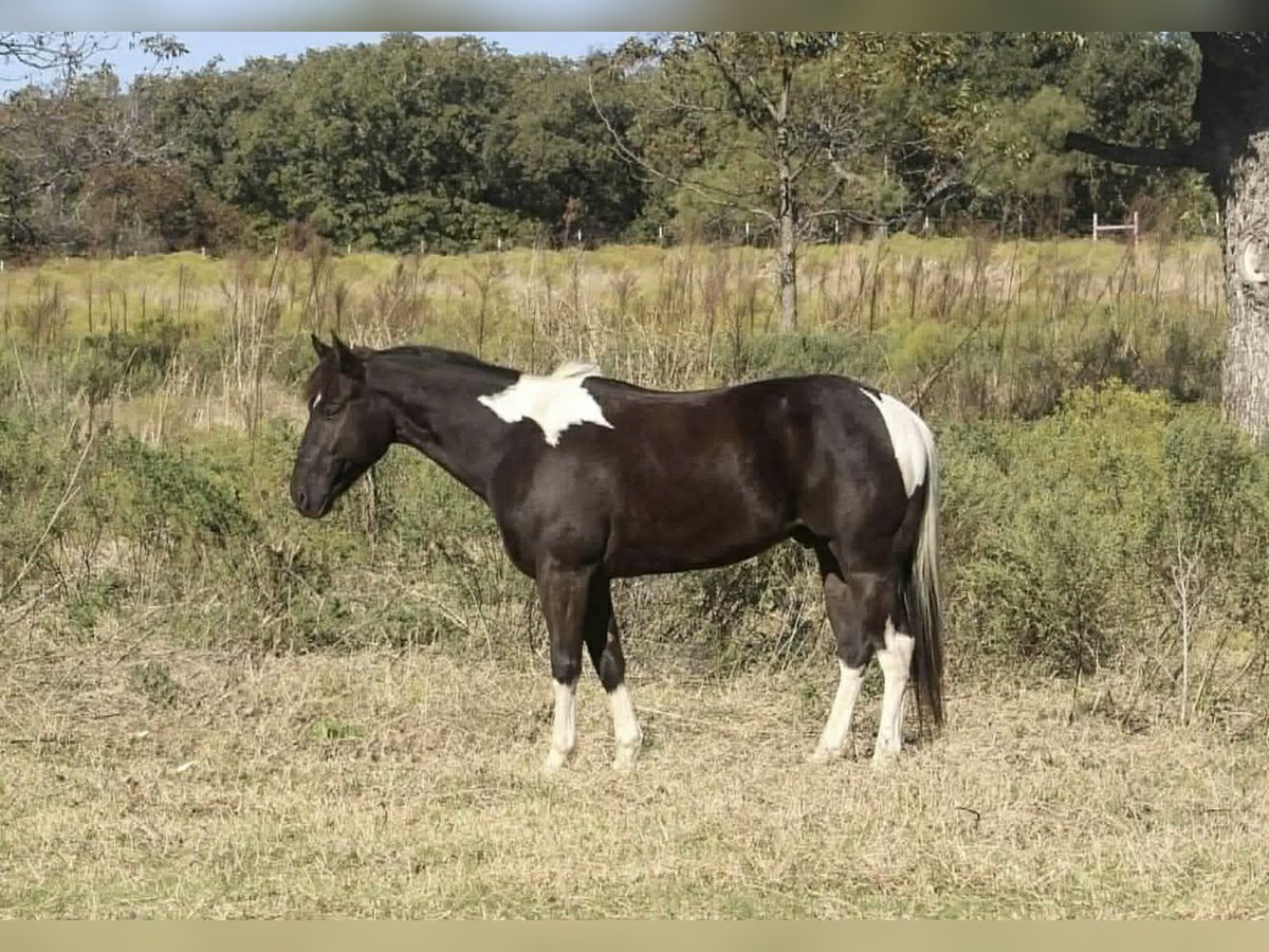 American Paint Horse Gelding 5 years 14 hh Tobiano-all-colors in Poolville
