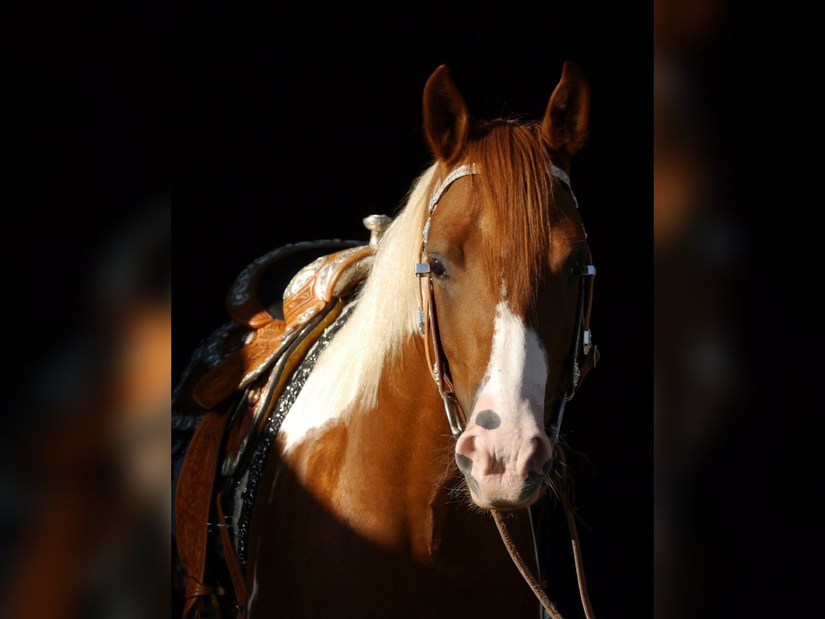 American Paint Horse Gelding 5 years 15.1 hh Tobiano-all-colors in Reichshof