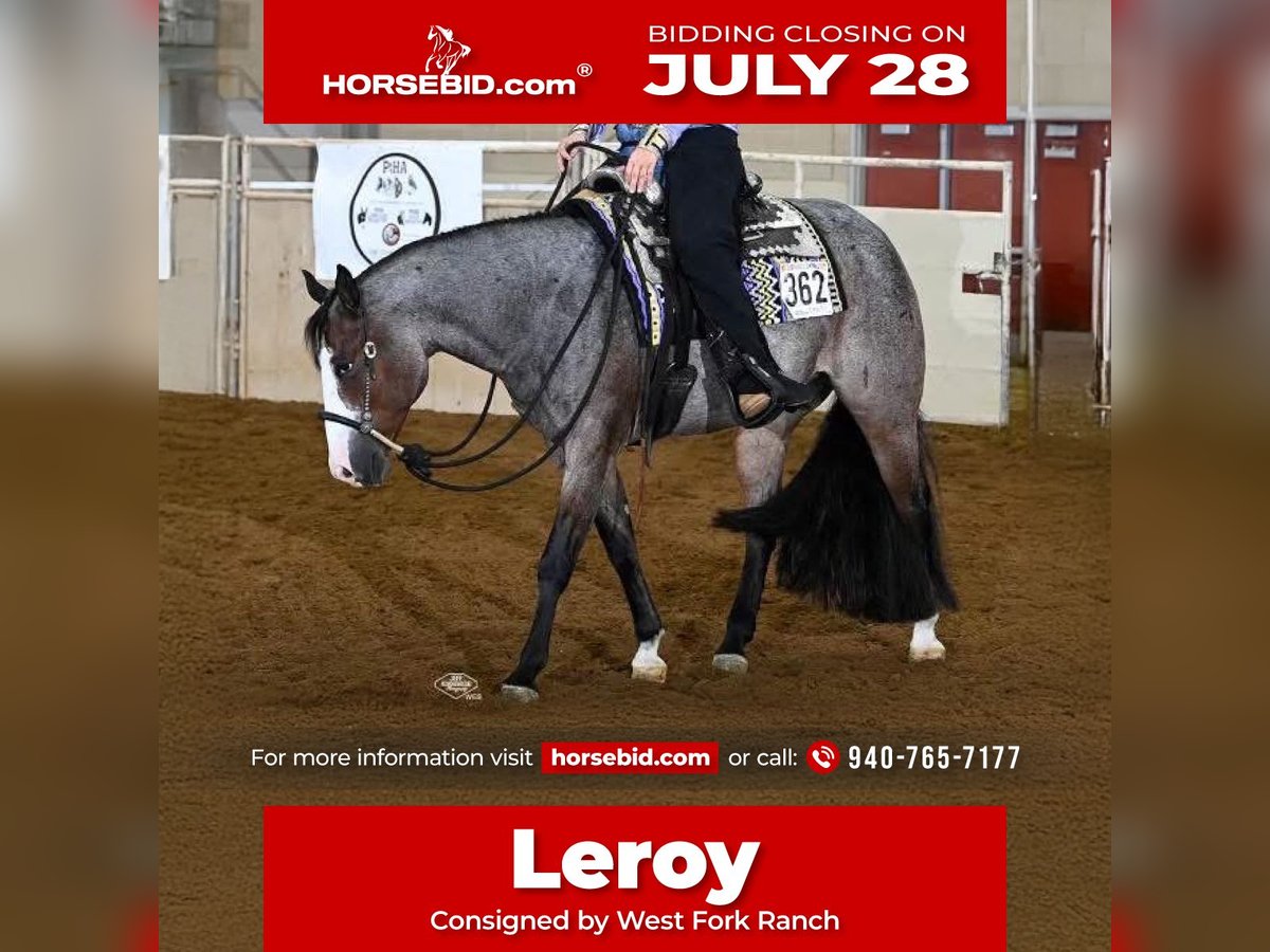 American Paint Horse Gelding 5 years 15,2 hh Roan-Bay in Sheffield