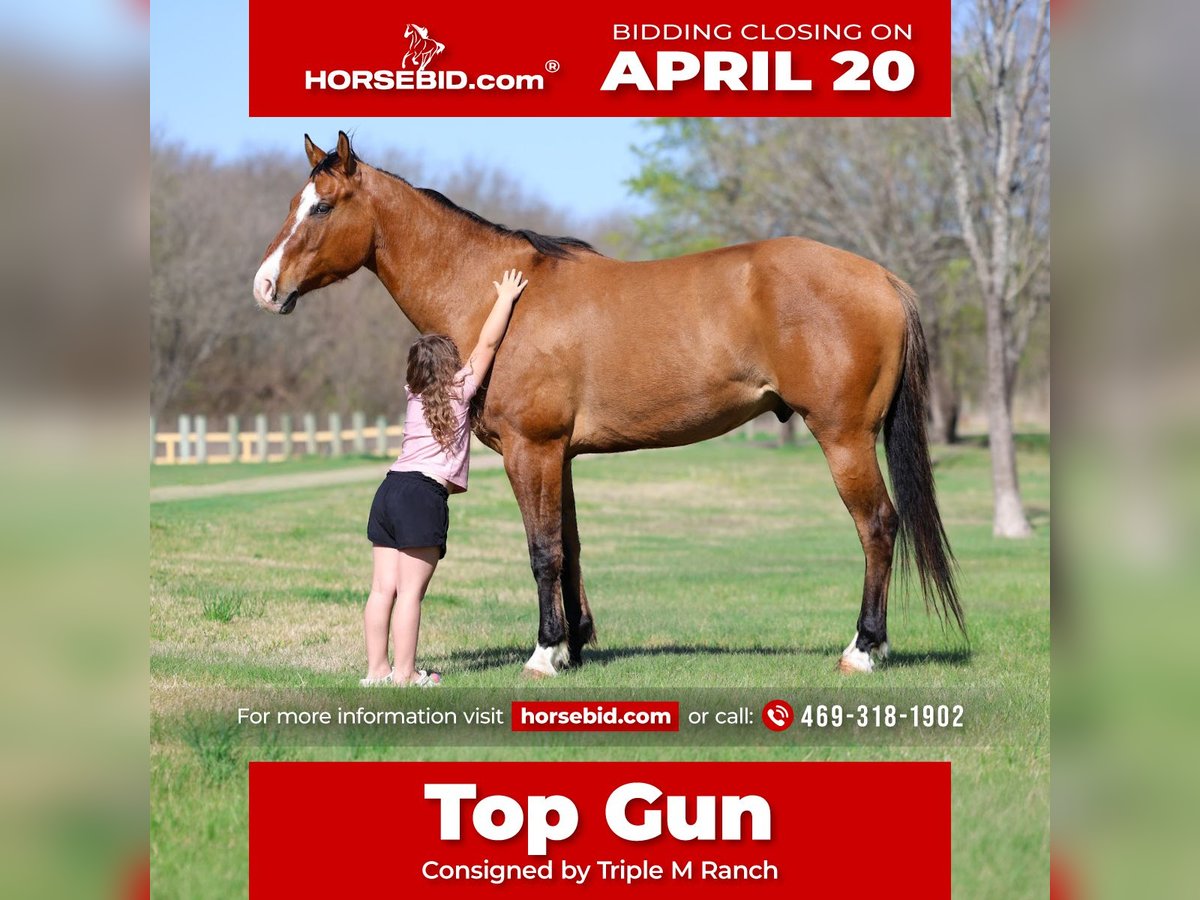 American Paint Horse Gelding 5 years 15,2 hh Dun in Forney