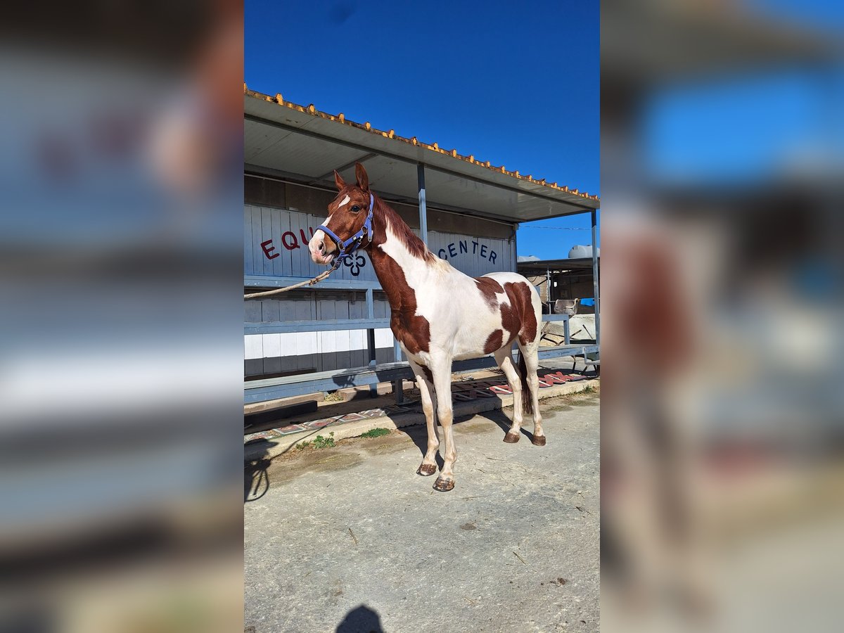 American Paint Horse Gelding 6 years 15.2 hh Tovero-all-colors in Solarino