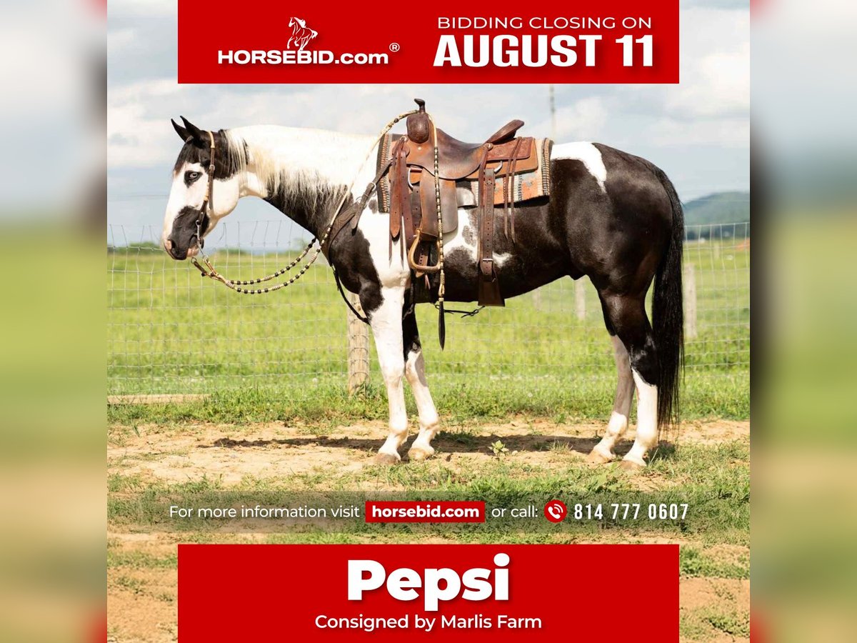 American Paint Horse Mix Gelding 7 years 15,3 hh in Rebersburg, PA