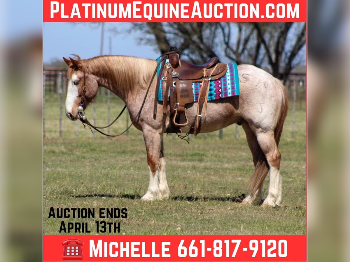 American Paint Horse Gelding 7 years 15 hh Roan-Red in Stephenville TX