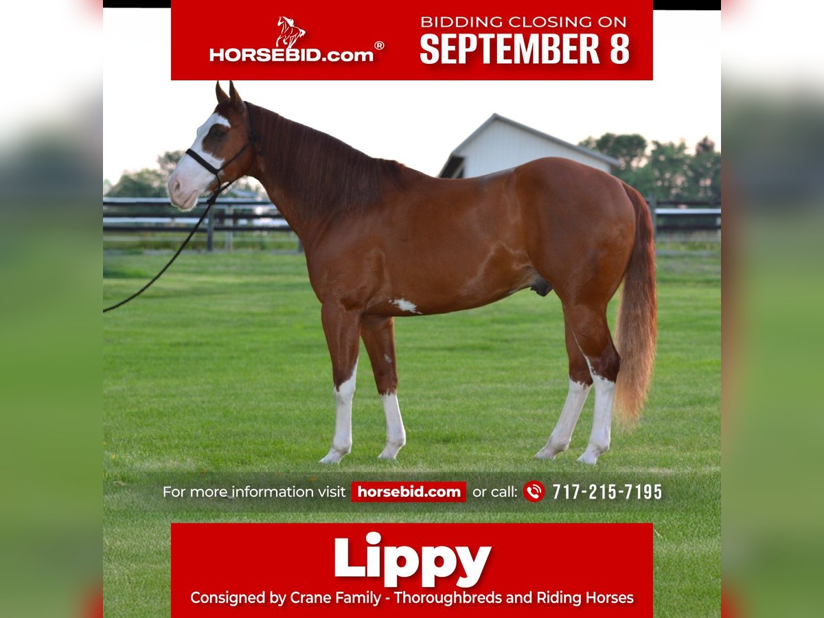 American Paint Horse Gelding 7 years 15,2 hh Sorrel in Lebanon