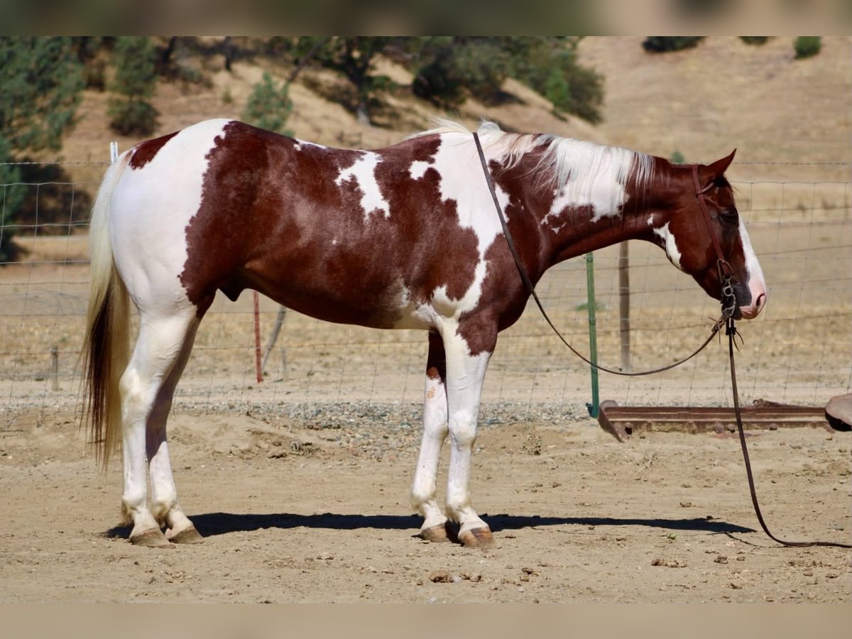 American Paint Horse Gelding 8 years 15 hh Tobiano-all-colors in Tres Pinos