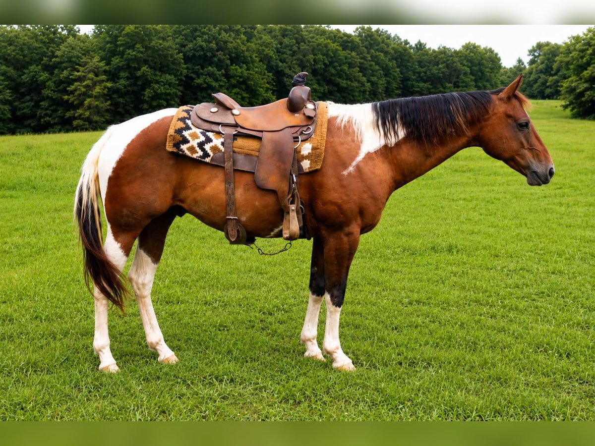 American Paint Horse Gelding 8 years 15 hh Tobiano-all-colors in Waynesboro