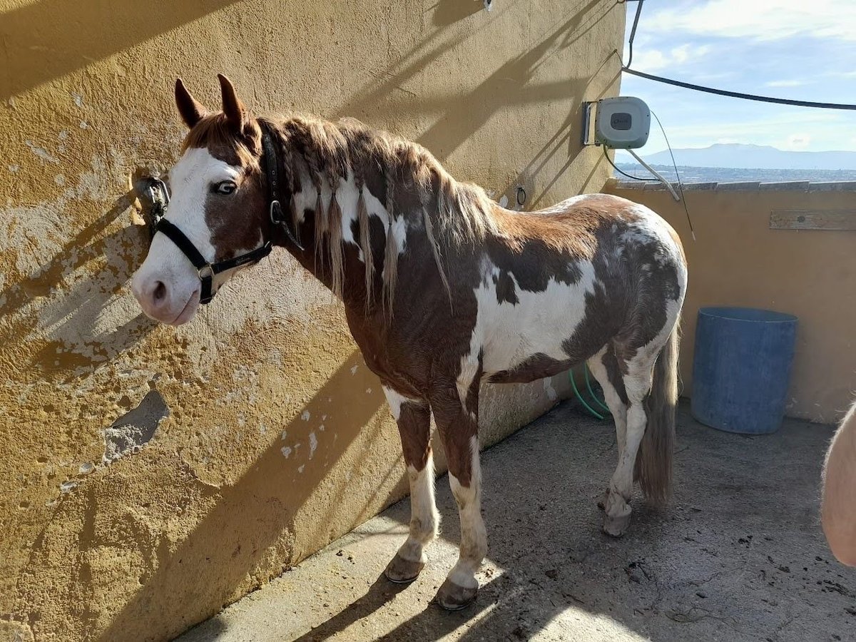 American Paint Horse Gelding 8 years 15,2 hh Pinto in Badajoz