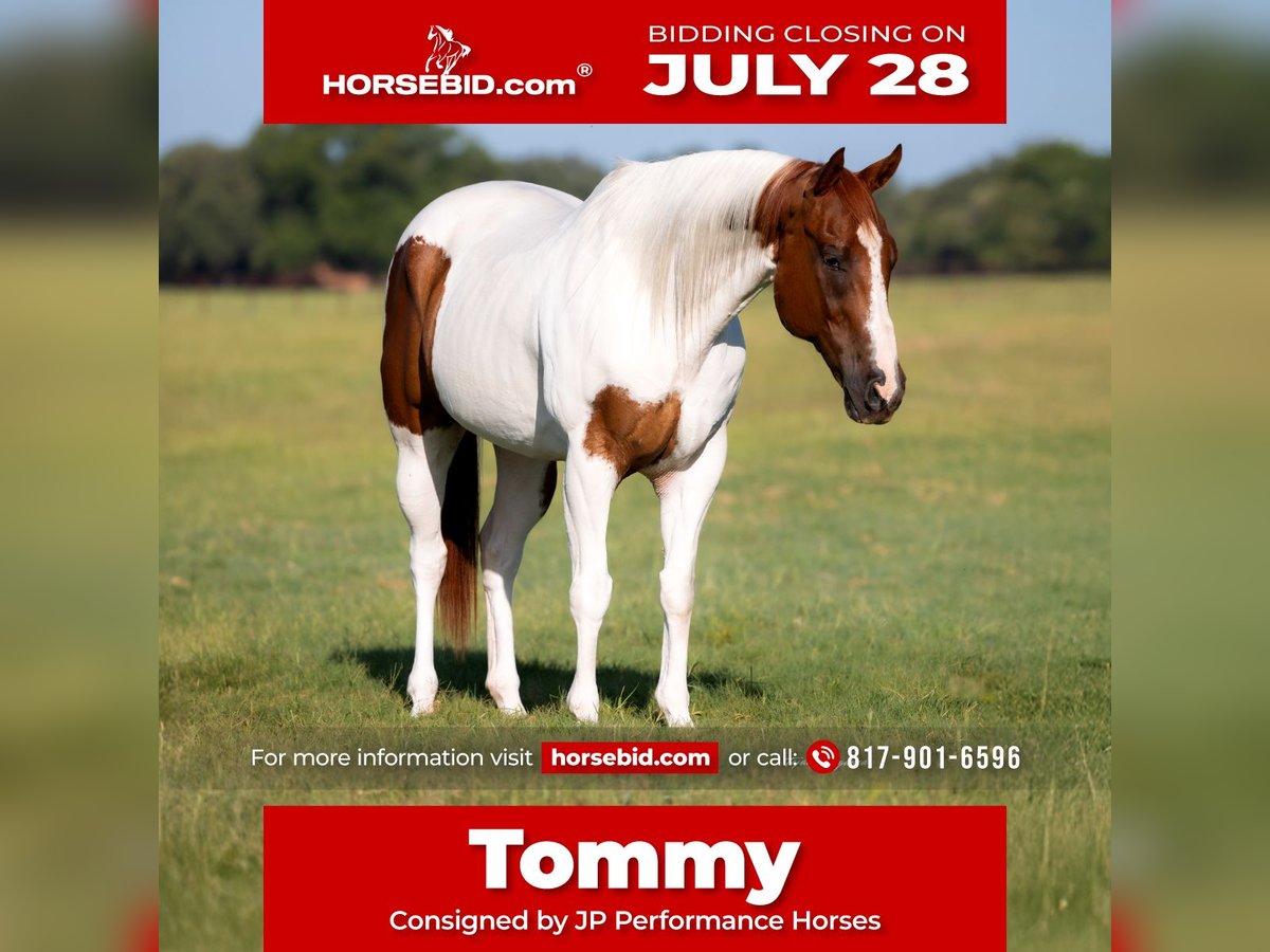 American Paint Horse Gelding 9 years 15,3 hh Sorrel in Weatherford