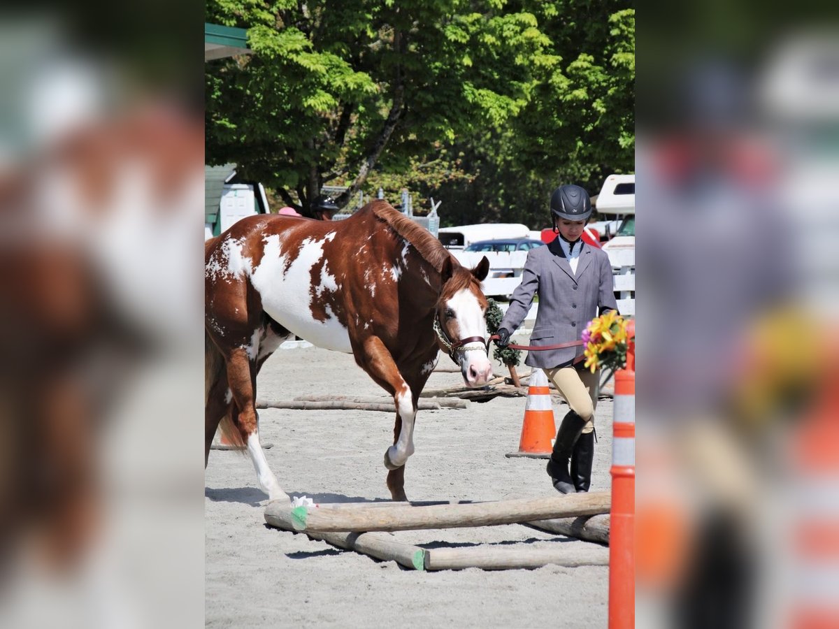 American Paint Horse Giumenta 11 Anni 163 cm Overo-tutti i colori in Cedar Hills