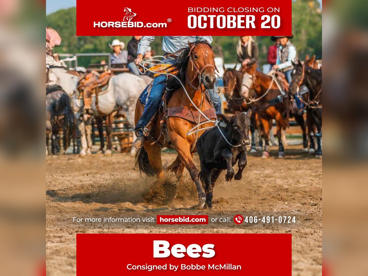 American Paint Horse Giumenta 13 Anni 155 cm Baio ciliegia in Huntley