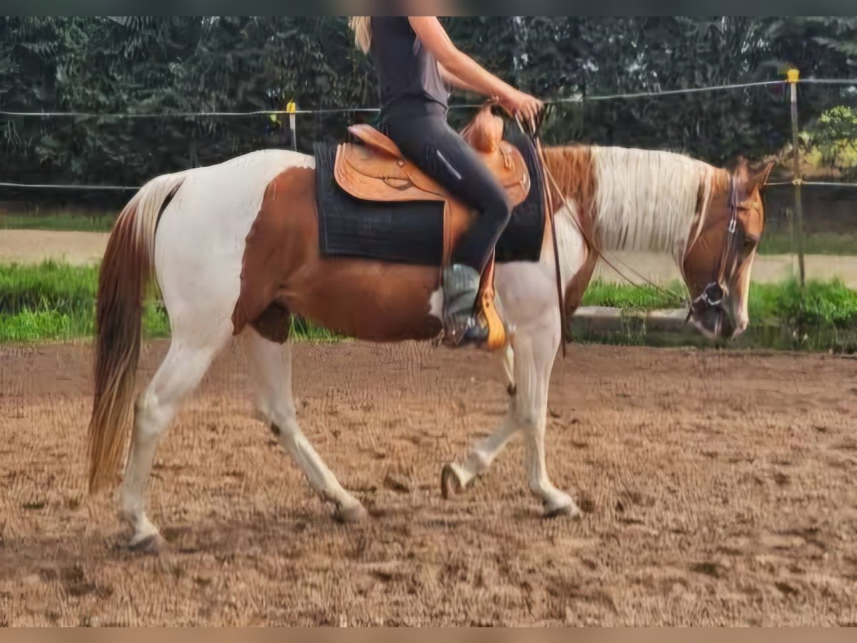 American Paint Horse Giumenta 14 Anni 153 cm Pezzato in Aken