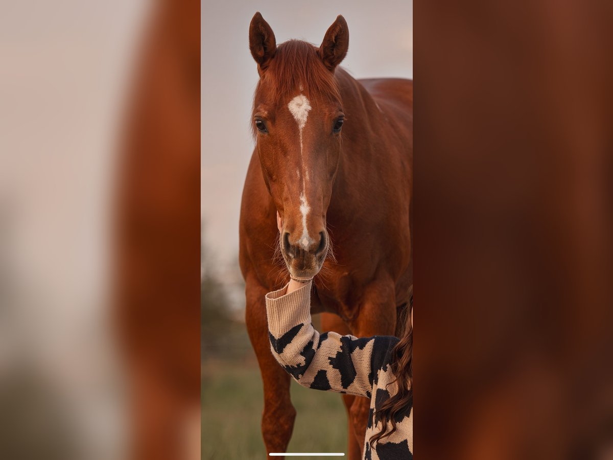 American Paint Horse Giumenta 23 Anni 152 cm Sauro in M&#xFC;nchen