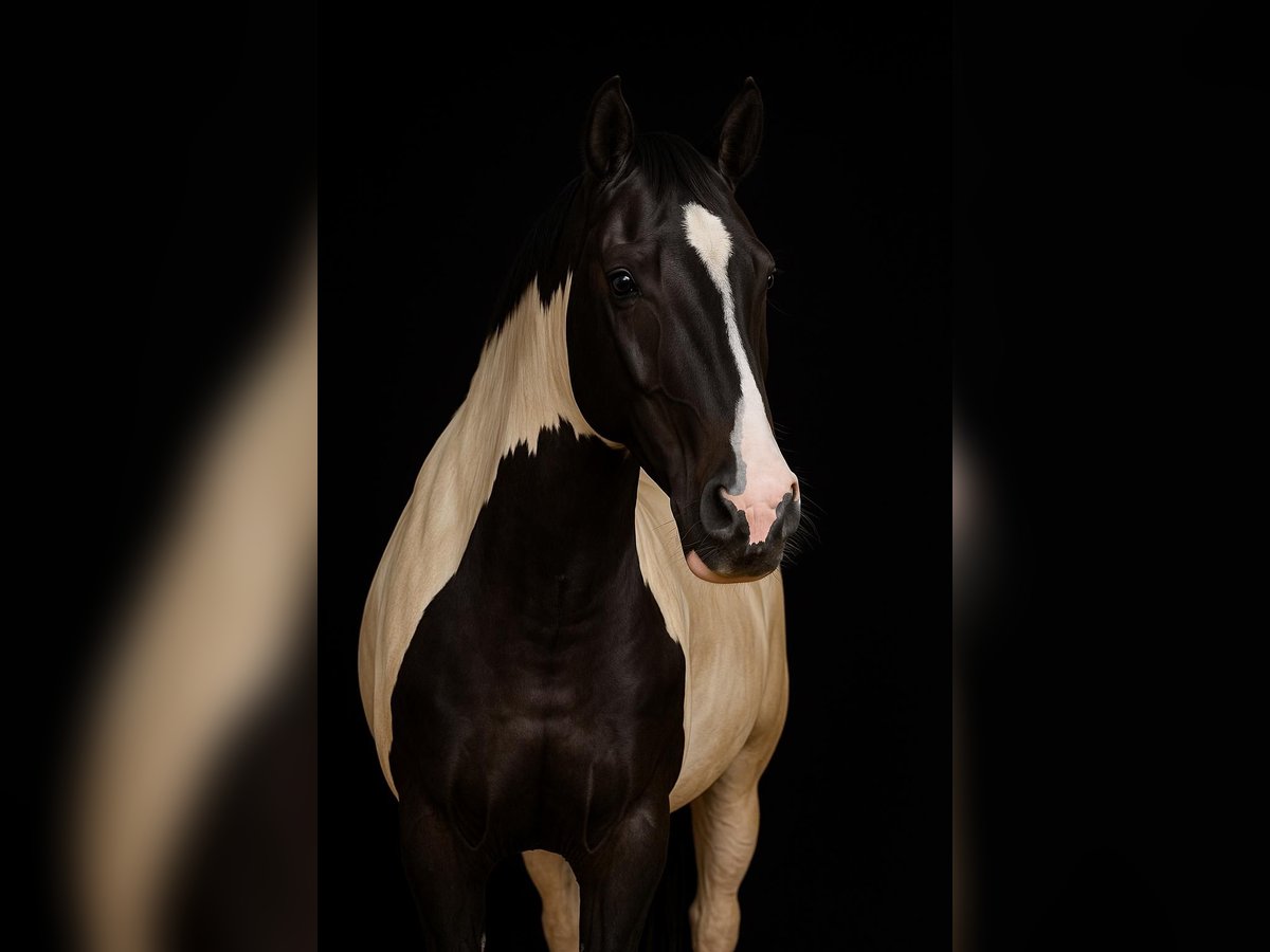 American Paint Horse Giumenta 2 Anni 154 cm Tobiano-tutti i colori in Gro&#xDF;volderberg