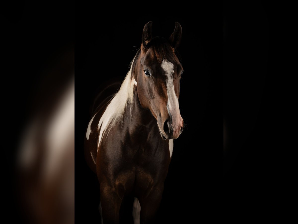 American Paint Horse Giumenta 2 Anni 155 cm Tobiano-tutti i colori in Allerheiligen im M&#xFC;hlkreis