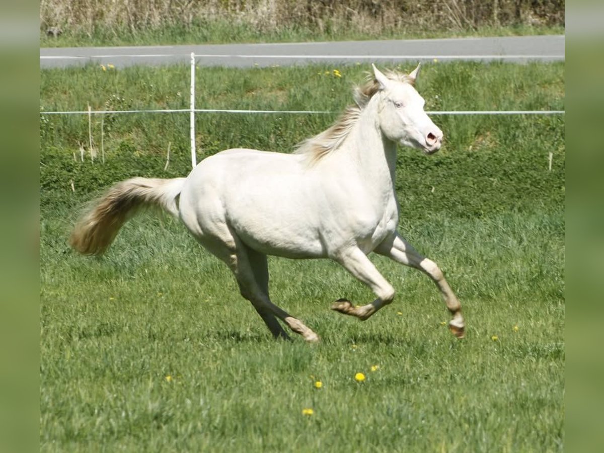 American Paint Horse Giumenta 3 Anni 150 cm Perlino in Warburg