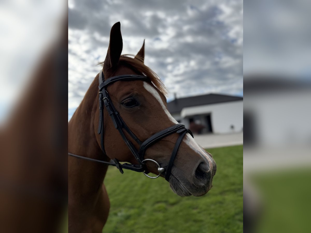 American Paint Horse Giumenta 5 Anni 155 cm Sauro ciliegia in Ptuj