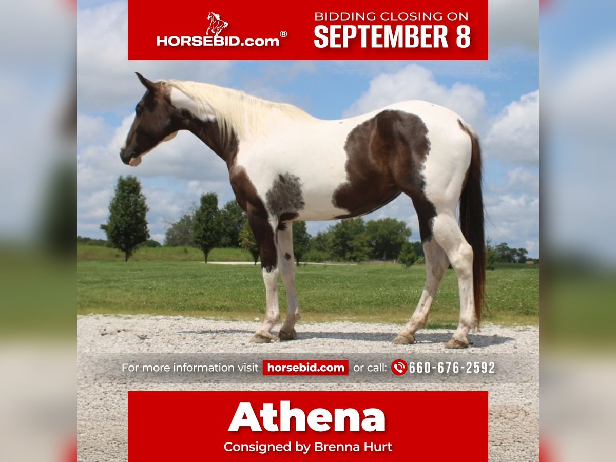 American Paint Horse Giumenta 7 Anni 157 cm Pezzato in Macon