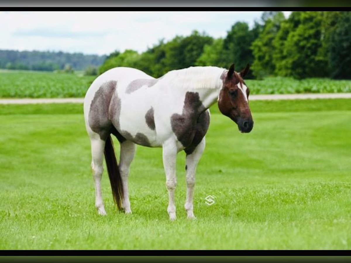 American Paint Horse Giumenta 7 Anni 157 cm Roano rosso in Aynor, SC