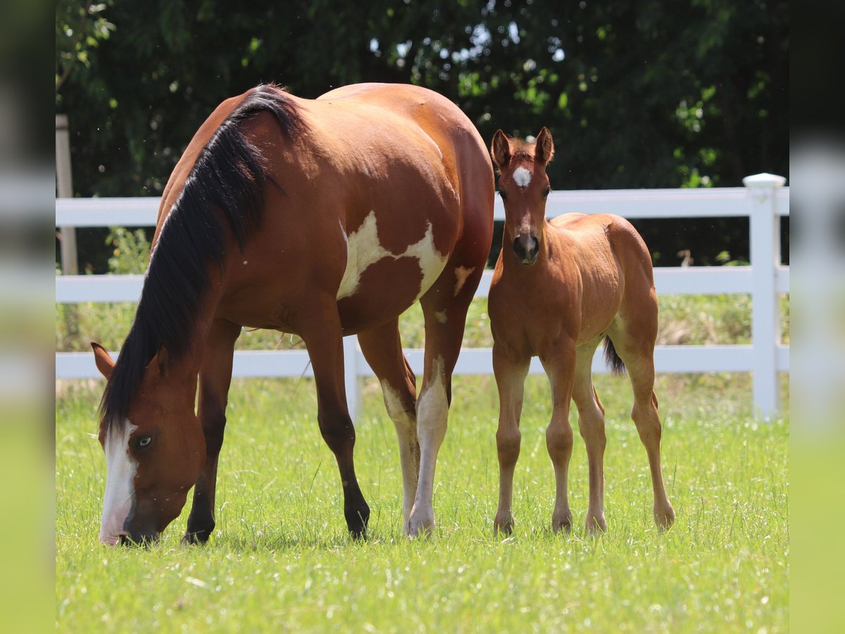 American Paint Horse Mix Giumenta Puledri (05/2025) 150 cm Baio in Oberlangen