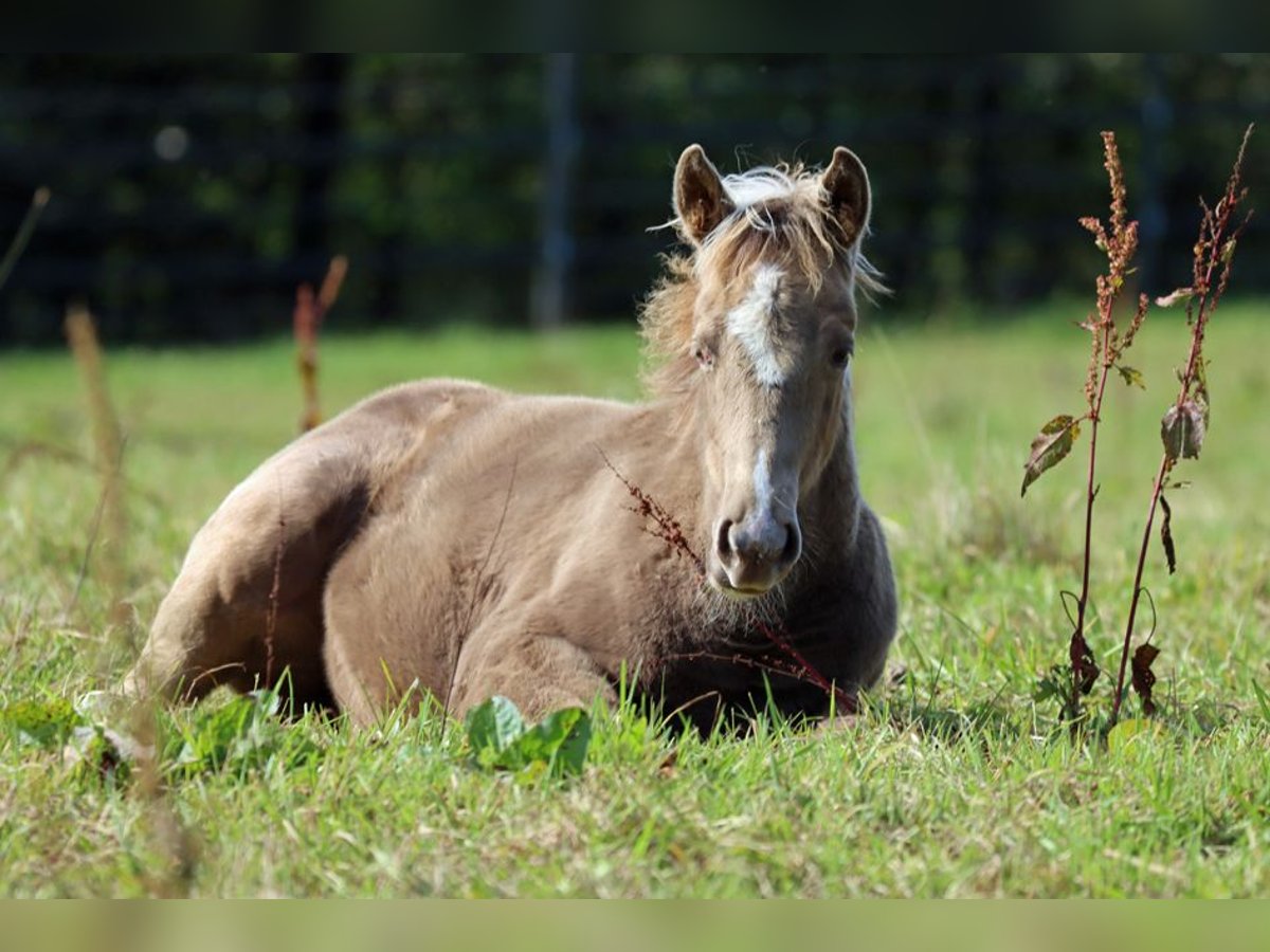 American Paint Horse Giumenta Puledri (05/2025) 150 cm Champagne in Hellenthal