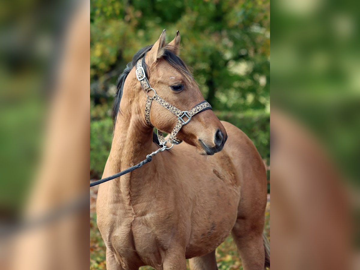 American Paint Horse Giumenta Puledri (02/2025) 153 cm Baio in Hellenthal